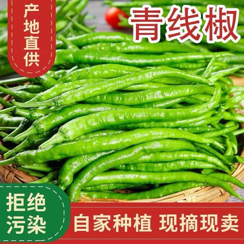 安徽會(huì)龍農(nóng)家青辣椒青線椒新鮮現(xiàn)摘微辣二荊條薄皮青紅辣椒青尖椒