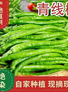 安徽会龙农家青辣椒青线椒新鲜现摘微辣二荆条薄皮青红辣椒青尖椒