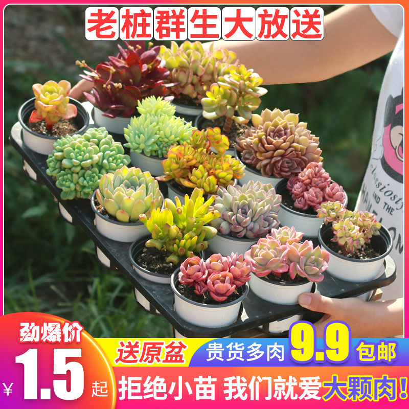 多肉植物组合盆栽室内花卉