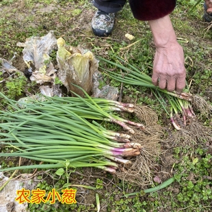 重庆火葱新鲜红头葱农家露天种植小香葱现摘现发时令蔬菜带泥发货