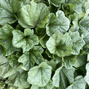 新鲜冬寒菜农家露天种植冬汉菜马蹄菜应季蔬菜