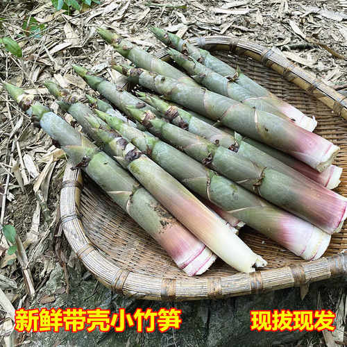 重庆野生小竹笋新鲜现挖带壳笋鲜嫩白竹笋应季蔬菜可做酸笋手剥笋