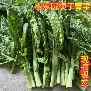 重庆农家大叶青菜新鲜矮圆梗子老品种现剥现发时令蔬菜可做酸菜