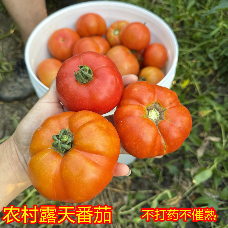 重庆农家番茄自然熟西红柿