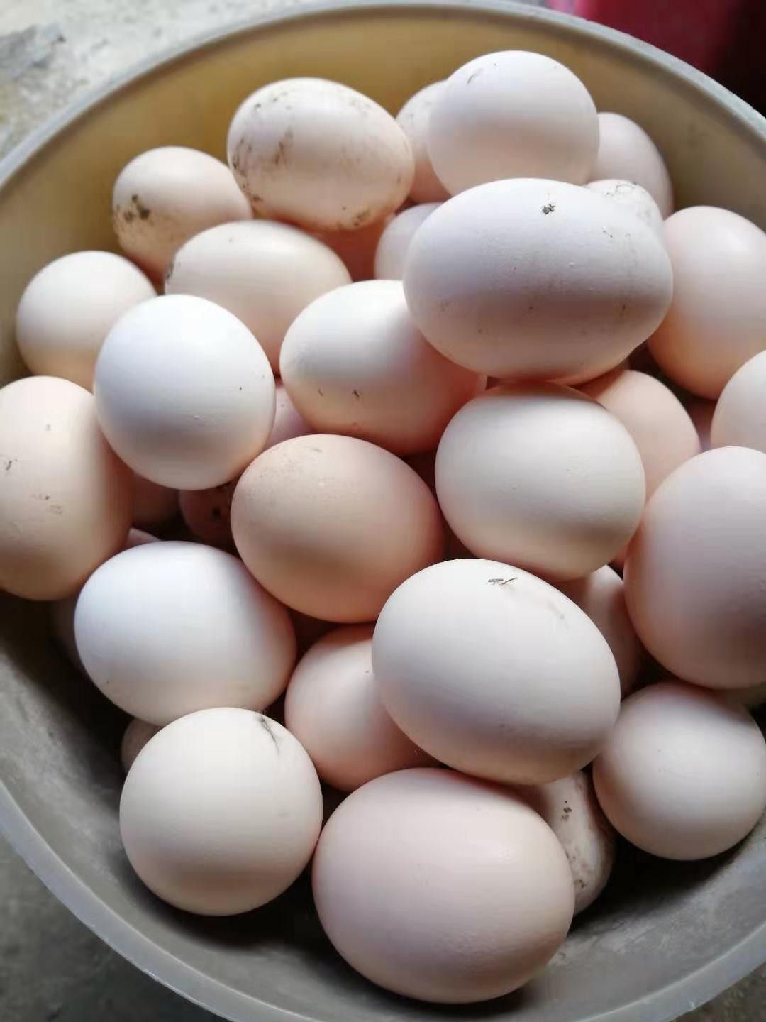 高纯盐津乌鸡受精种蛋可孵化种蛋乌骨鸡乌蒙珍禽黑鸡种蛋20枚起包