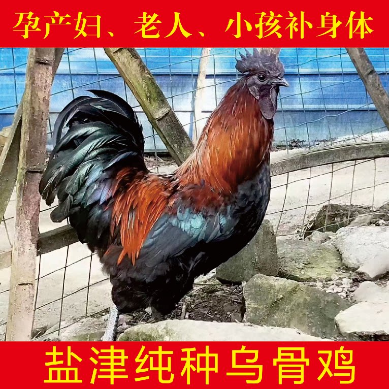 小孩孕妇乌骨鸡公母补钙硒冰袋