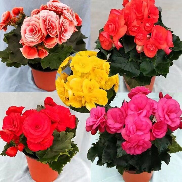 丽格海棠观花桌面四季开花图片