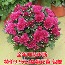 带花苞重瓣荷兰菊四季 开花菊花苗月月菊室内外花多年生耐寒耐热植