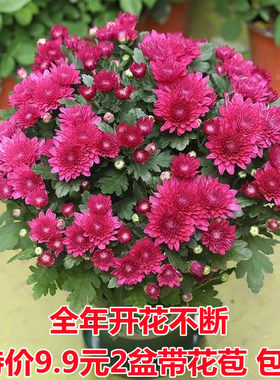 带花苞重瓣荷兰菊四季开花菊花苗月月菊室内外花多年生耐寒耐热植