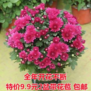 带花苞重瓣荷兰菊四季 开花菊花苗月月菊室内外花多年生耐寒耐热植