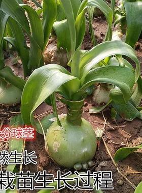 绿色花卉盆栽海葱 虎眼万年青 玻璃球 花卉盆栽欣赏室内盆栽
