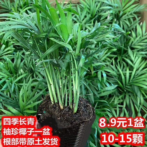 新品推荐袖珍椰子绿植盆栽客厅摆件盆栽水土培四季常青桌面小盆栽