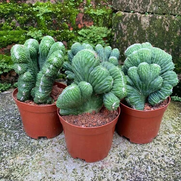 五指山仙人掌趣味五指山多肉植物桌面美观花卉盆栽绿植盆景防辐射