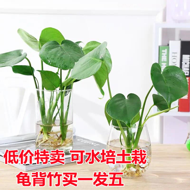 龟背竹室内防辐射吸甲醛图片