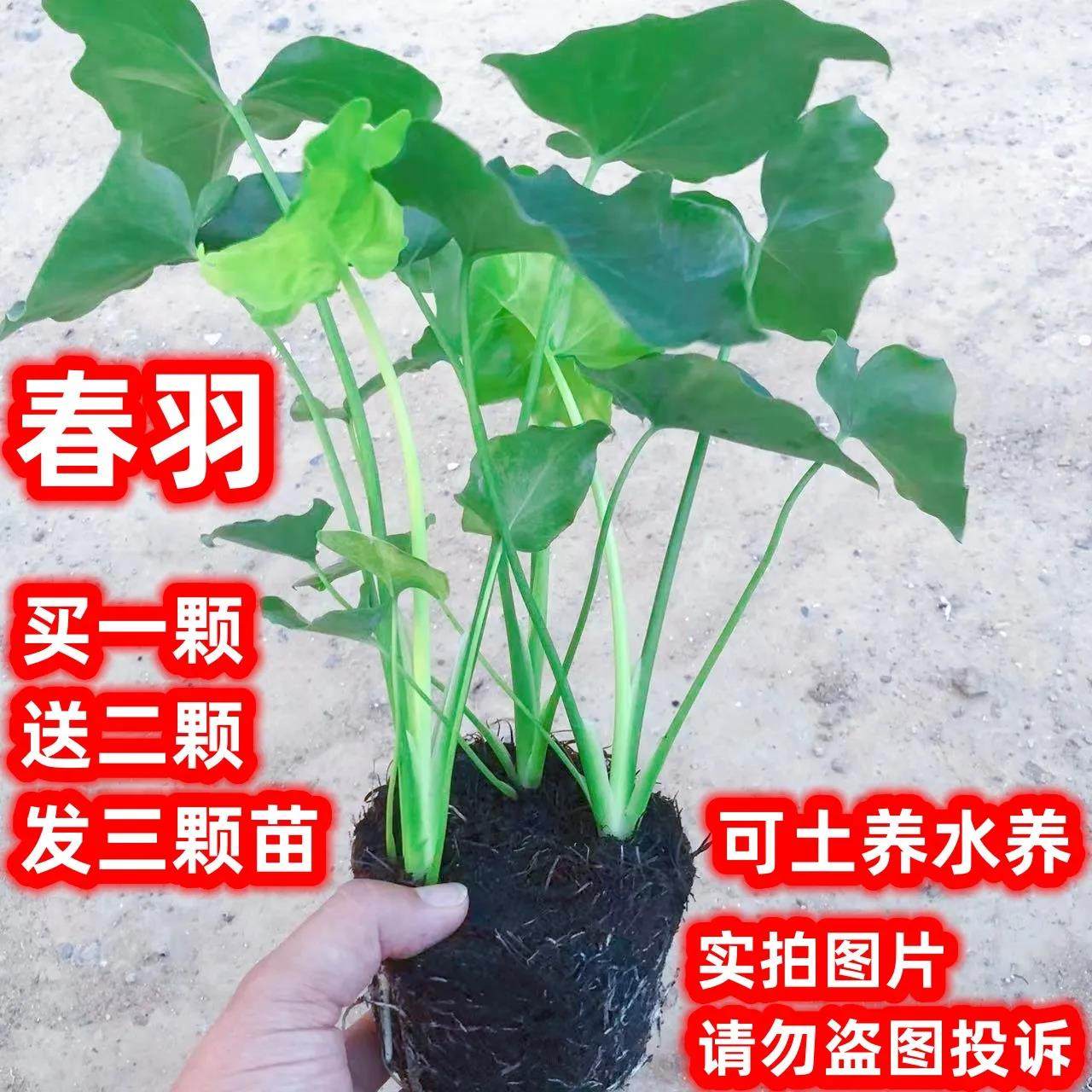 水培植物春羽春雨室内盆栽小天使绿植好养大叶室内花卉好养龟背竹