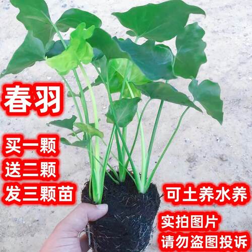 室内好养防辐射植物可水培土栽