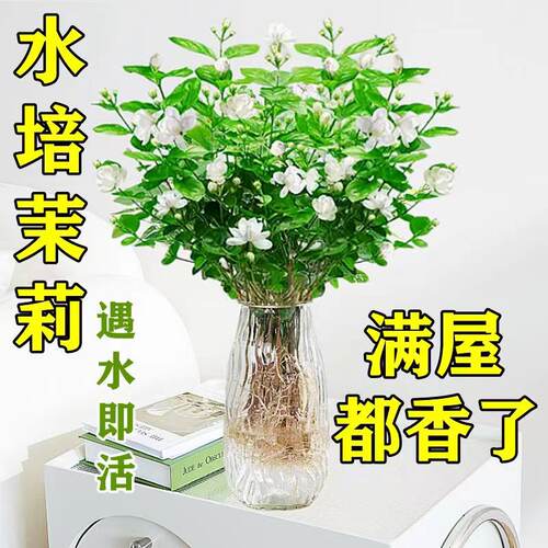 水培茉莉花盆栽客厅花束懒人水培植物卫生间室内好养活浓香型直发