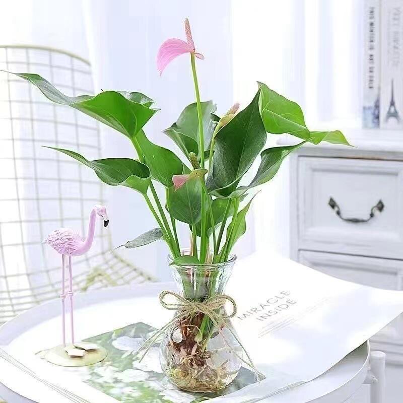 新品绿植 粉掌苗带花 室内盆栽植物 水培红掌绿萝 土培发财树包邮