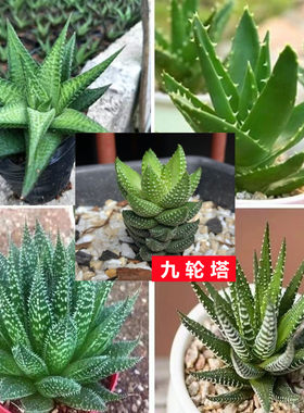 大型波露雪花芦荟波路多肉植物