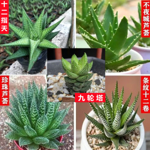 多肉植物芦荟不夜城芦荟珍珠芦荟条纹十二卷十二之天波露防辐射