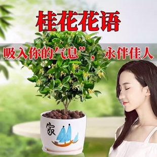 【可以吃】浓香型桂花树苗盆栽庭院阳台花卉绿植室内好养的花苗