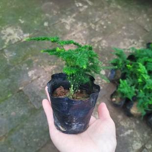 矮生云竹矮化文竹办公室内外微景观矮化盆栽桌面办公室盆栽