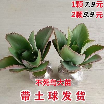 室内室外简单防辐射不死鸟