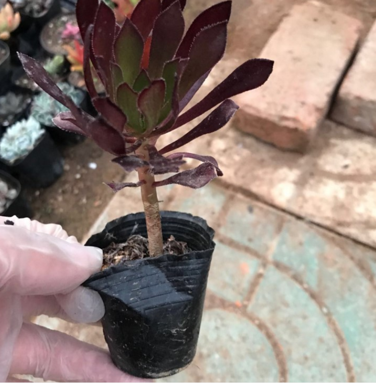 黑法师 8-10cm高 多肉植物 量大优惠 实物拍摄