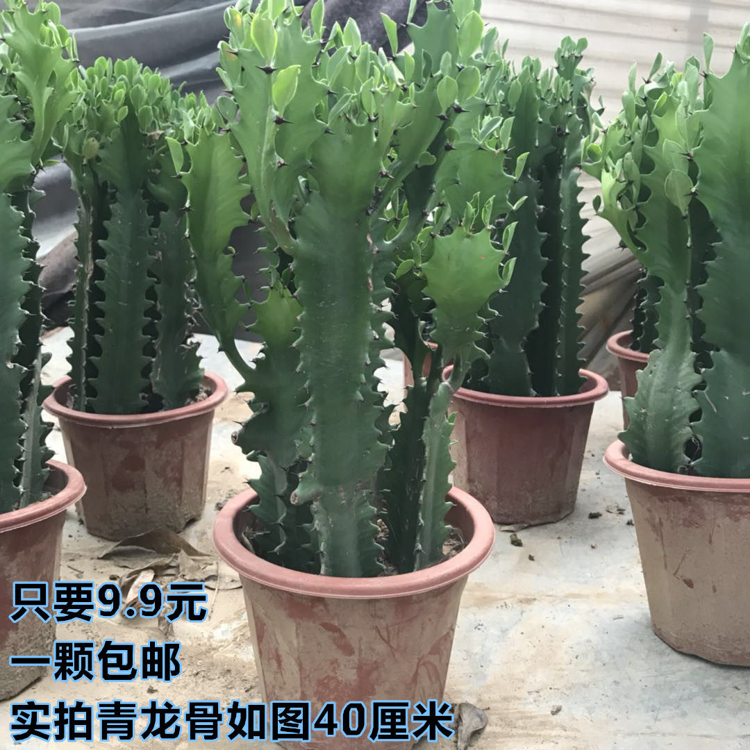 巴西龙骨 龙骨盆栽 室内观赏 仙人掌 量天尺 多肉植物盆景