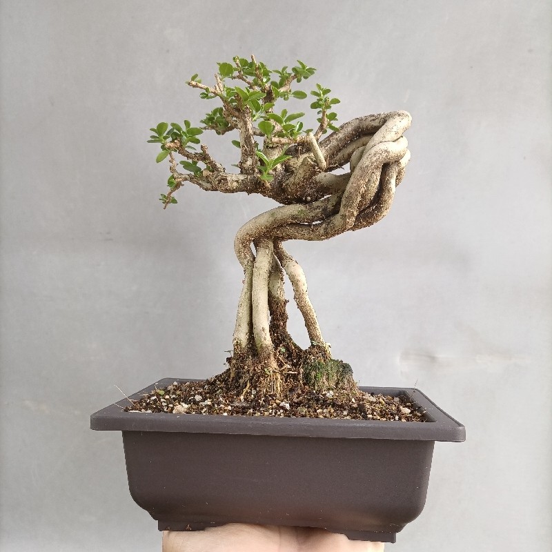 寿娘子微型盆景场地直销