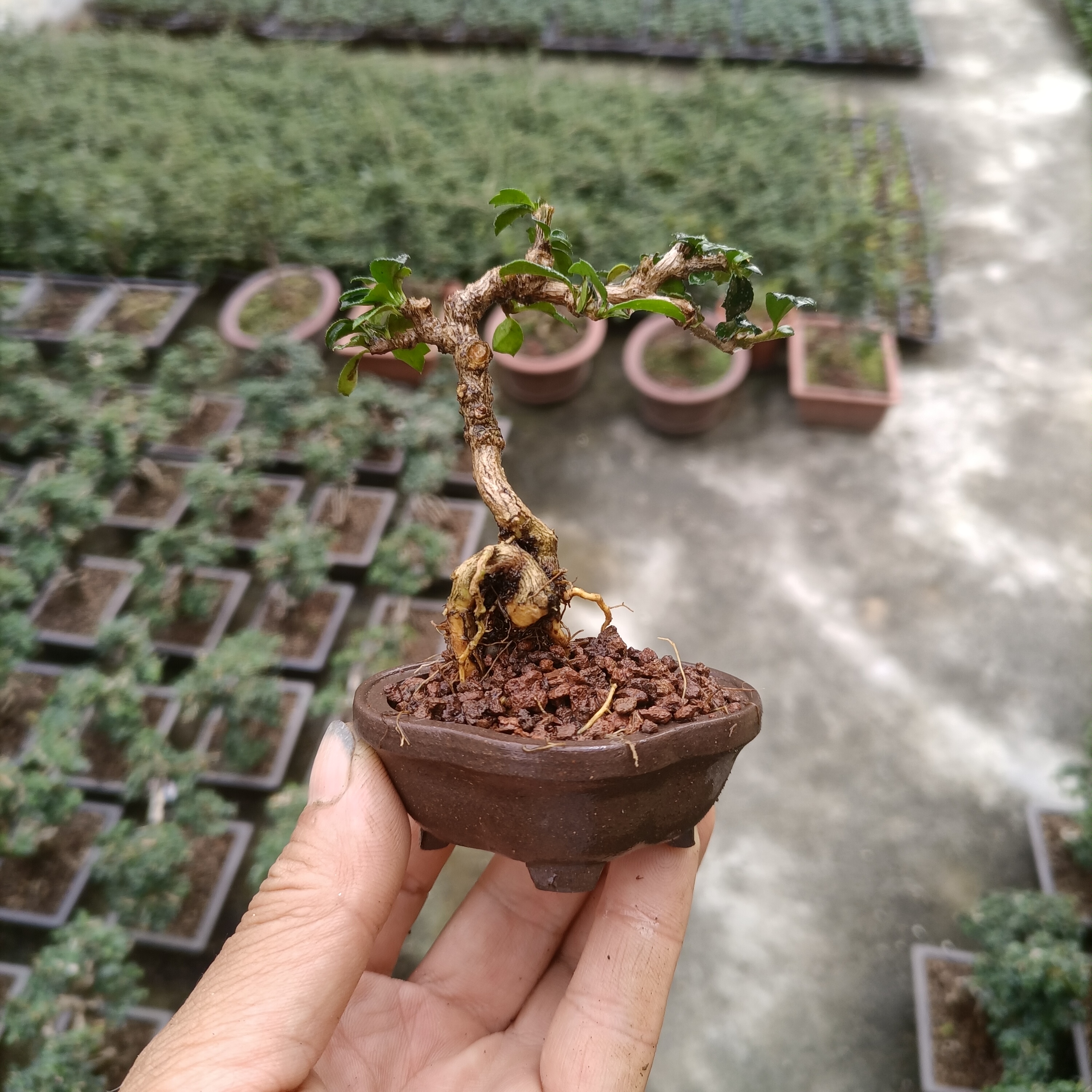 拇指盆景小叶福建茶释迦栀子素材苗真树常绿可任意造型场地直销