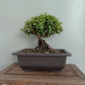 铁包金盆景提根开花结果四季 场地销售庭院阳台好养活净化空气实拍