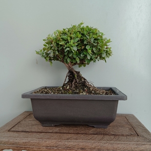 铁包金盆景提根开花结果四季场地销售庭院阳台好养活净化空气实拍