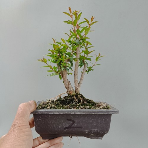 小叶石榴素材场地直销