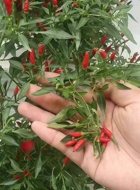 小雀椒辣椒苗秧苗巨辣特辣爆辣超辣指天椒苗泡椒专用云南辣椒种苗