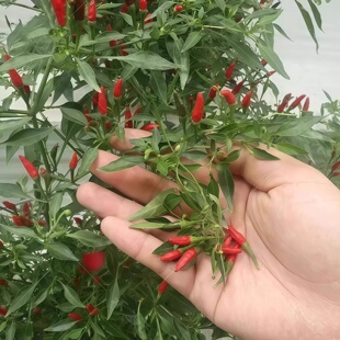 小雀椒辣椒苗秧苗巨辣特辣爆辣超辣指天椒苗泡椒专用云南辣椒种苗
