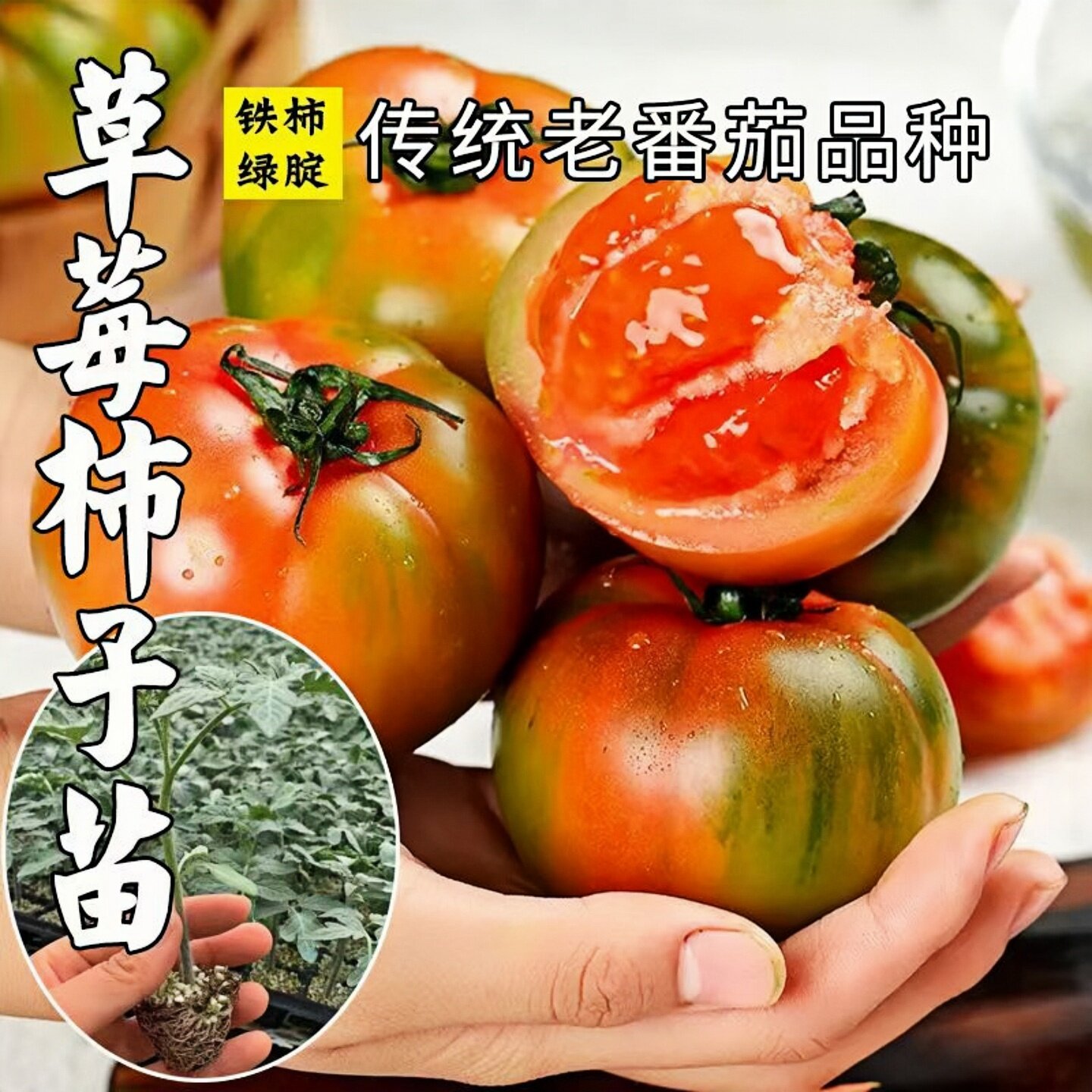草莓番茄苗秧苗水果口感西红柿苗超甜柿子秧种子籽四季盆栽蔬菜苗