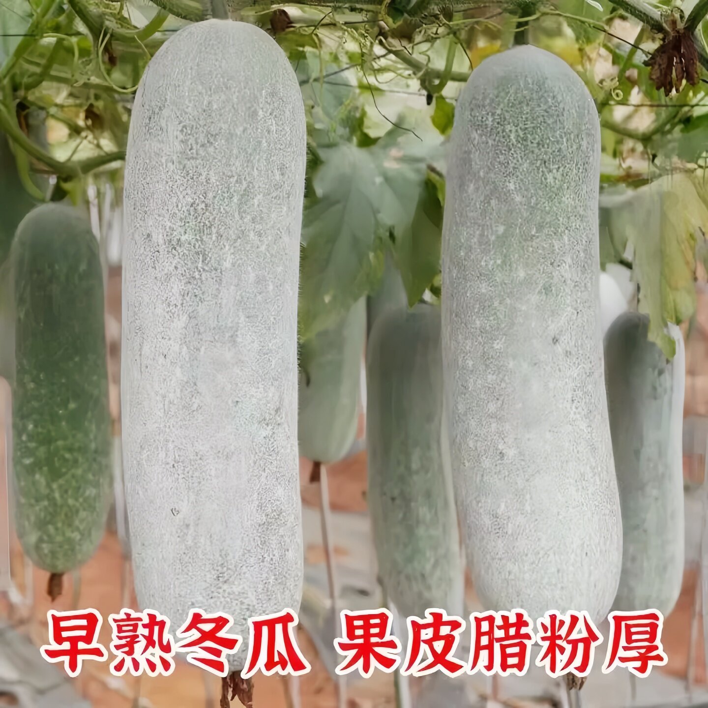 早熟玉玲珑粉皮小冬瓜秧苗种子春秋四季播迷你蔬菜籽阳台盆栽菜园