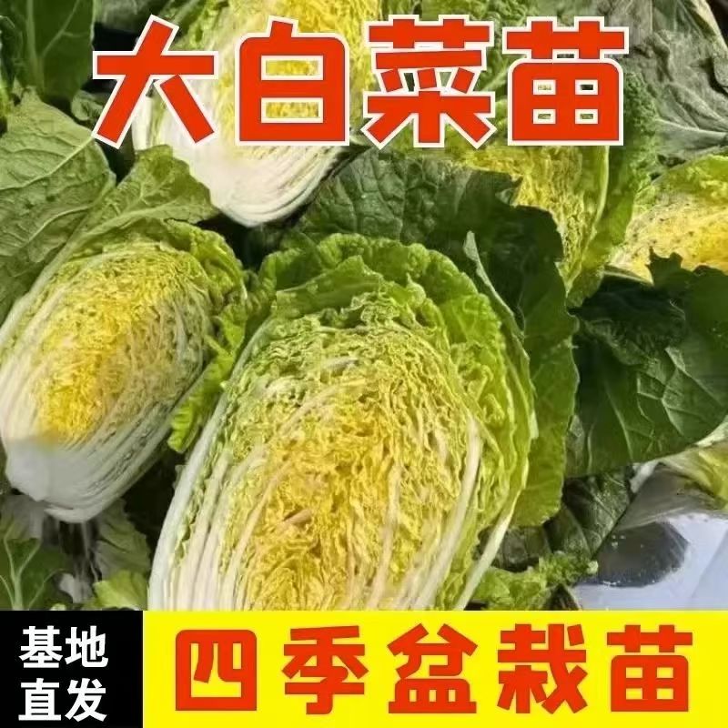 黄心大白菜苗秧苗包心大白菜苗