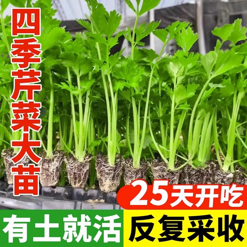 芹菜苗四季小香芹蔬菜苗芹菜秧苗西芹苗芹菜根苗包邮盆栽阳台种植
