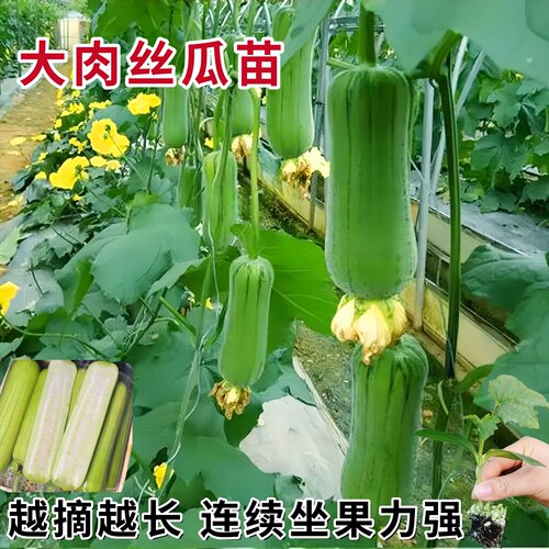 益丰早熟高产奶香丝瓜种子