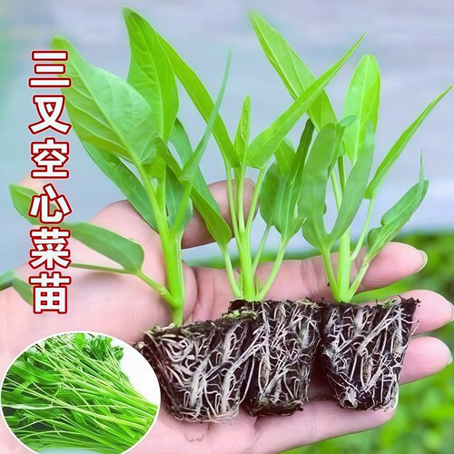 空心菜苗三叉空心菜苗柳叶空心菜苗幼秧苗带根带土发货四季盆栽
