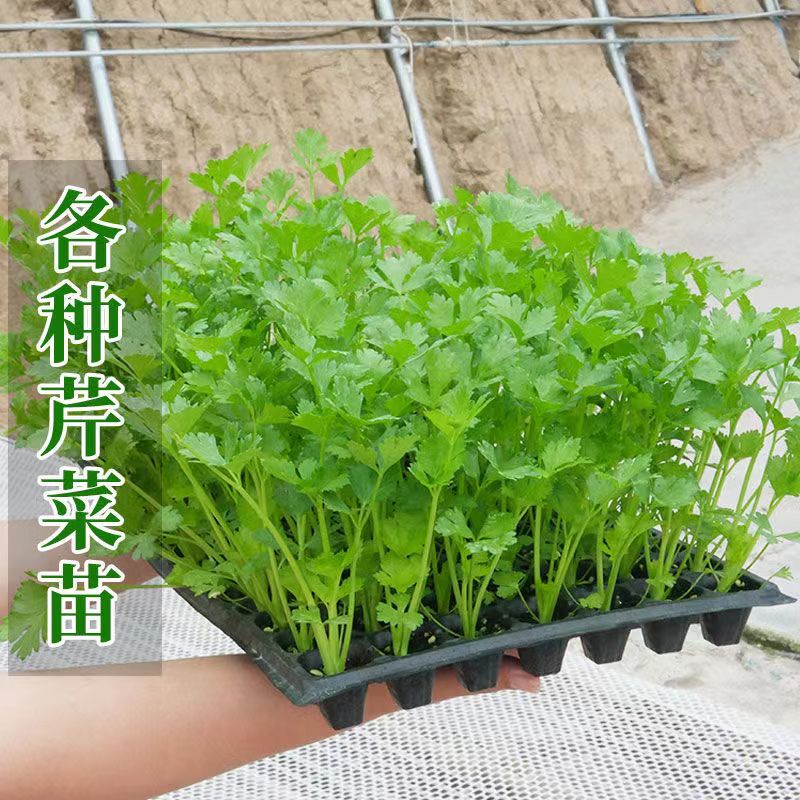 四季芹菜苗幼苗香芹秧子蔬菜苗籽孑西芹秧苗白芹盆栽蔬菜阳台四季