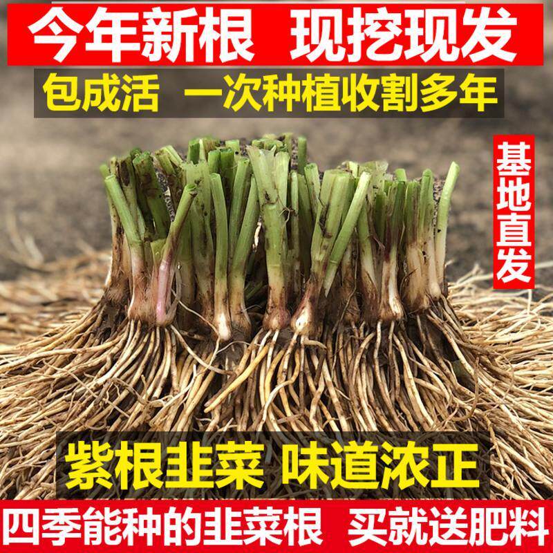 韭菜根苗紫根红根带土蔬菜宽叶大叶独根红韭菜根种籽子种子盆栽苗