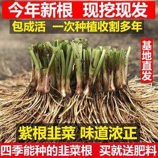 韭菜根苗紫根红根带土蔬菜宽叶大叶独根红韭菜根种籽子种子盆栽苗