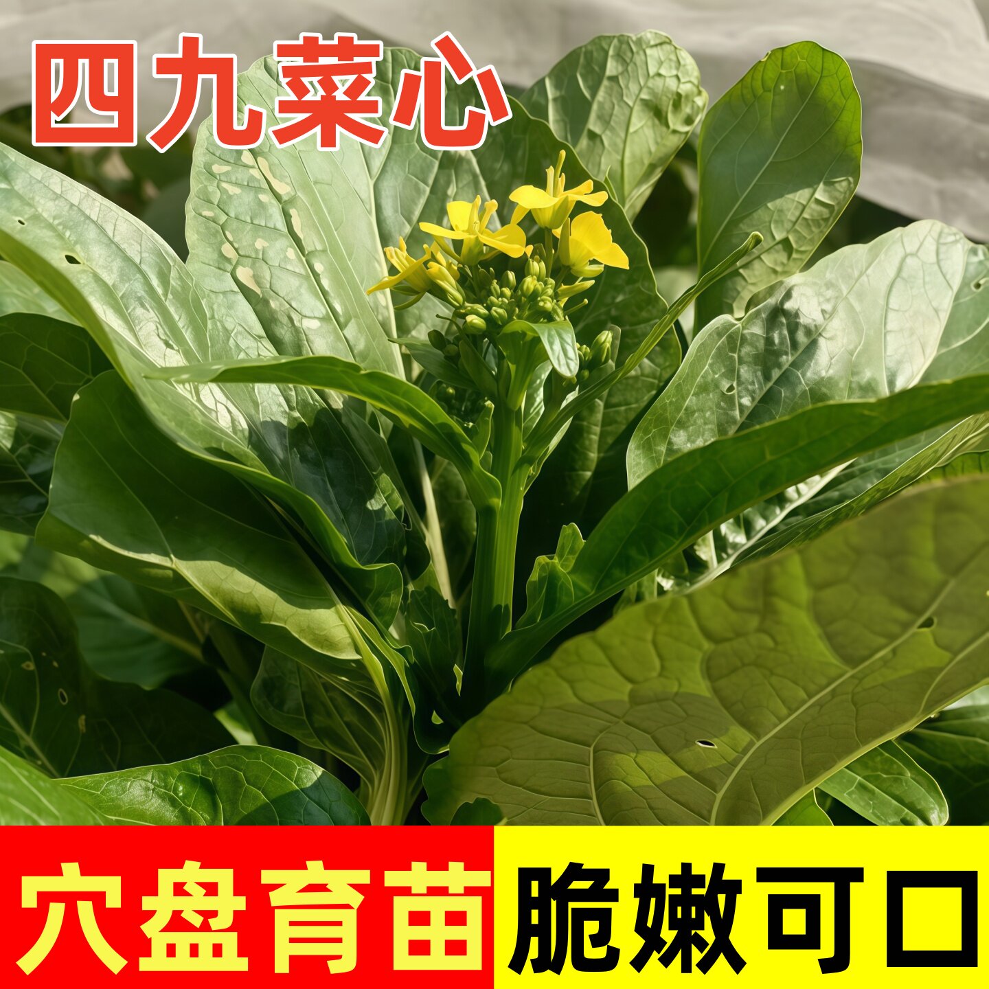 四九菜心种苗夏季开花脆嫩可口适合新手小白全日照蔬菜苗