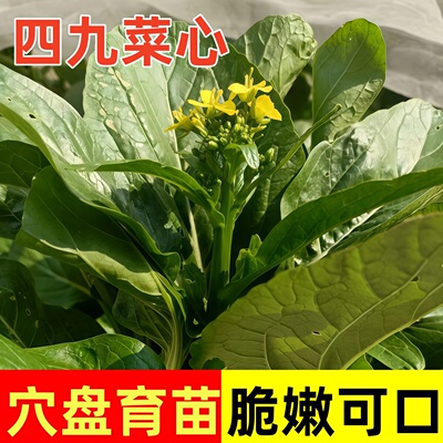 四九菜心种苗夏季开花脆嫩可口适合新手小白全日照蔬菜苗