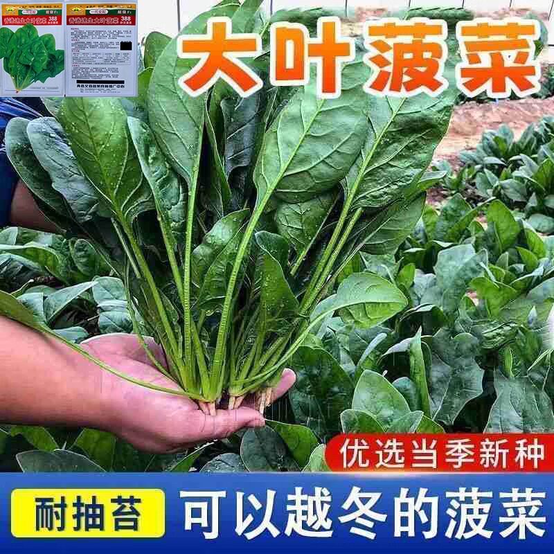 今年新种菠菜种子大叶菠菜籽高产耐热耐寒菠菜种籽秋冬蔬菜种子