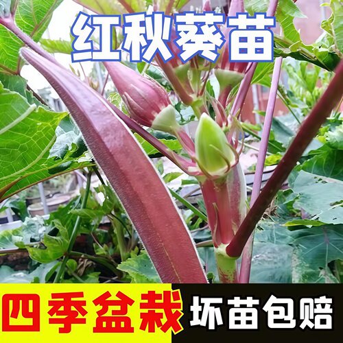 红黄绿秋葵苗带土四季播阳台
