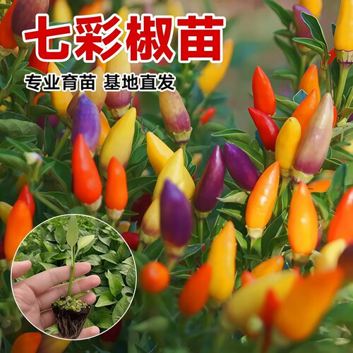 七彩辣椒苗泡椒风味四季易种